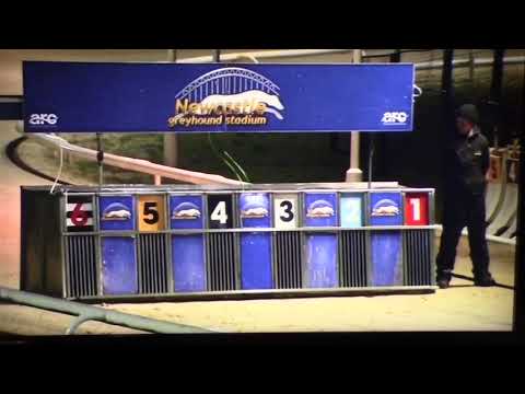 LEVENATE BEACH Wins Puppy Derby Semi Final at Newcastle