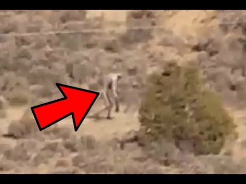 12 Mysterious Creatures