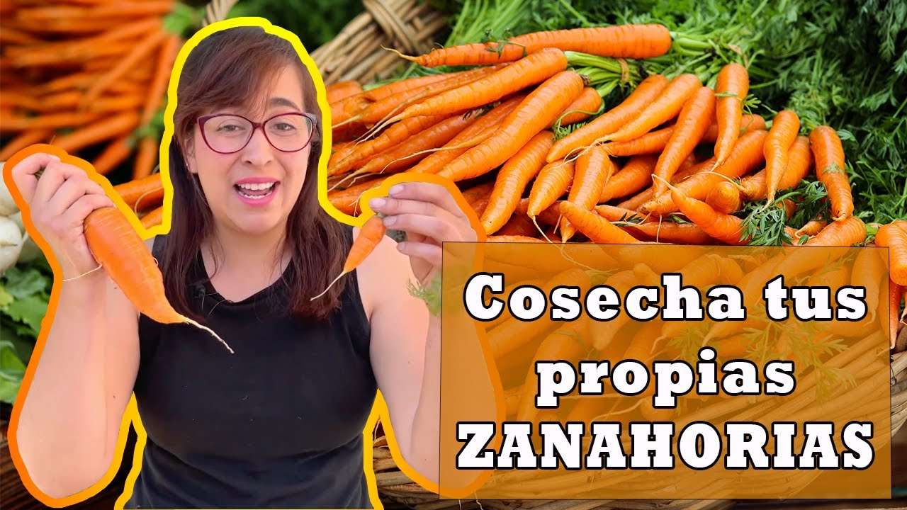 Cosechando Zanahorias: Guía Completa