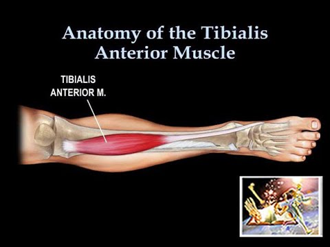 Anatomy Of The Tibialis Anterior Muscle - Everything You Need To Know - Dr. Nabil Ebraheim