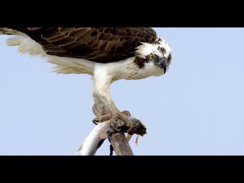 Doñana - Spain's Garden of Eden | Terra Mater Studios (Official Trailer)