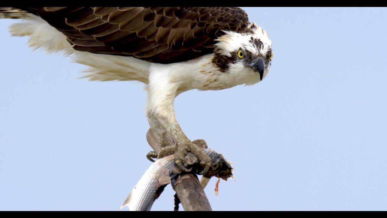 Doñana - Spain's Garden of Eden | Terra Mater Studios (Official Trailer)