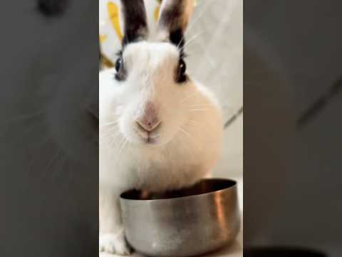 #bunny #mafia #gangster #punjabisong #rap #rabbit #newsong #music