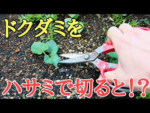 園芸 石をドレスアップするユキノシタ科の植物