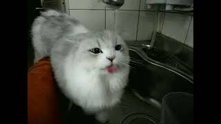 Cat GIFs Compilations