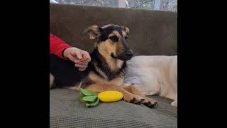 Video preview image #1 German Shepherd Dog-Unknown Mix Puppy For Sale in Cuba, NY, USA
