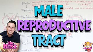 Male Reproductive Tract and Glands