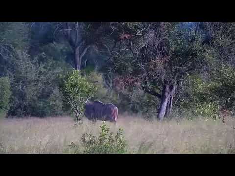 Djuma: Kudu bull - 17:43 - 01/15/22