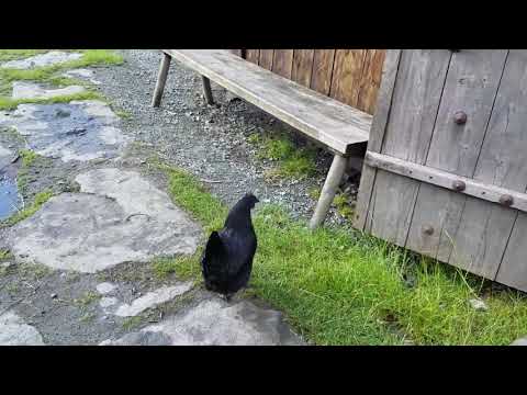 Following a chicking at the Viking Farm at Avaldsnes, Norway