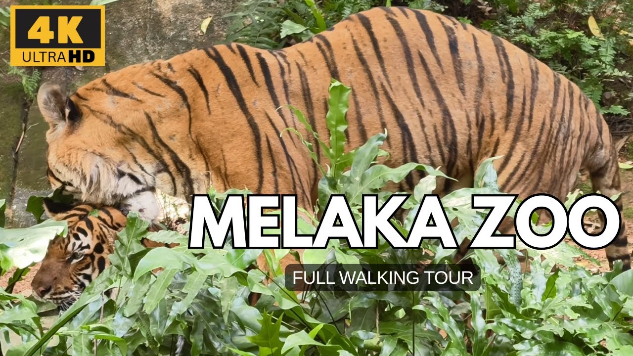 🇲🇾 4K | Amazing zoo in Melaka, Malaysia. Zoo Melaka, full Walking Tour