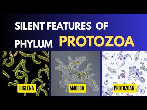 Protozoa | Characteristic features with examples | #zoology #invertebrate #ncert