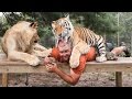 Big Cat Enthusiast Owns Six Tigers And Two Lions ...