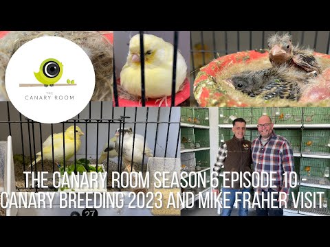 The Canary Room Season 6 Episode 10 - Back in the Room and the Bird Room of Mike Fraher