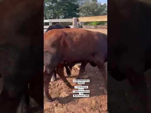 🔥 CRUZAMENTO DE QUALIDADE EM RIBEIRÃO DO PINHAL-PR | 15,50 KG PARA PESAR! #gado # #nelore