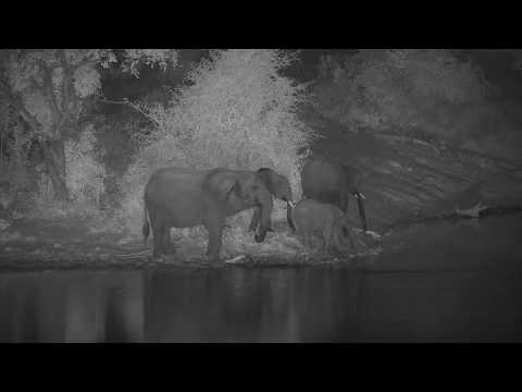 Djuma: Elephant herd comes for a drink in the dam - 21:47 - 05/06/20