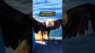 A bald eagle is swimming in the open ocean, so a boat pulls up 🦅❤️  #EagleRescue #WildlifeRescue