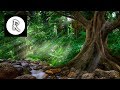 Exotic Rainforest Ambiance - Dark Screen - 11 hours -