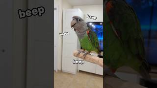 Parrot Singing a Song and Talking - Kody Cape Parrot
