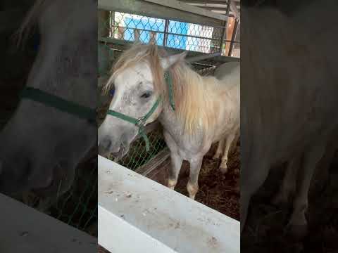 🐴馬啃牧草，就是要細嚼慢嚥。#horse#shorts🐴🐴🐴#動物#馬