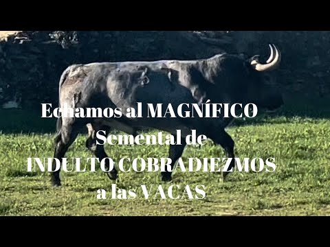 ⭐️ ¡MAGNÍFICO Toro de Lidia SEMENTAL INDULTADO COBRADIEZMOSa las VACAS!