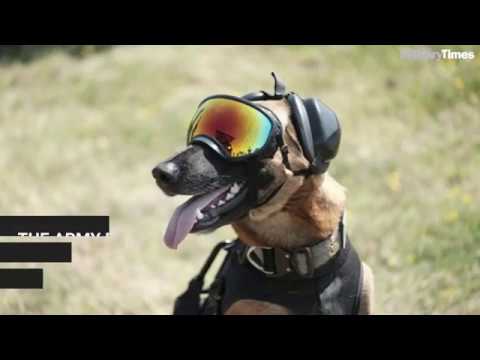 K-9 Veterans Day celebrates America's 'war dogs'