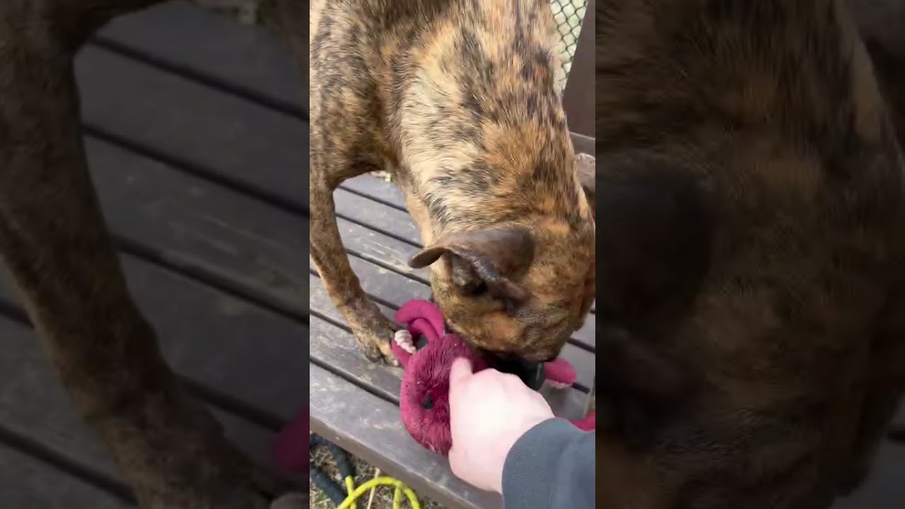 Enlarge Mayweather, a Adoptable Mixed Breed in Chattanooga, TN video 6/6