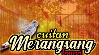 Download lagu CUITAN KENARI MERANGSANG BUNYI KENARI MALAS MACET ... mp3