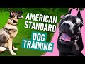 American Standard Dog Training