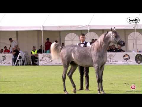 N 139 MAYAR    Manda Arabian Horse Show   Colts 2 Years Old Class 15