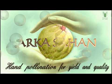 Custard apple pollination Arka Sahan