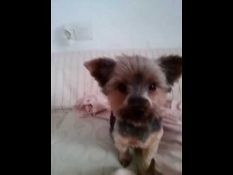 Un perro que seyama sinba y su novia chispa que esta en barazada🎉💋😘😘