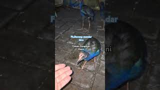 Download lagu pelihara burung mandar biru jinak parah mp3 Download lagu pelihara burung mandar biru jinak parah mp3
