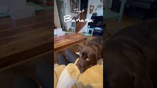 そのバナナ #いぬ #ラブラドール #ユーチューブショート #いぬのいる生活 #犬動画 #dog #labrador #fyp #yourubeshorts #dogshorts