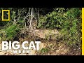 Jaguar vs. Caiman | Big Cat Week
