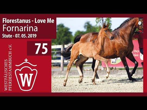 75 Fornarina Stute v. Florestanus - Love Me