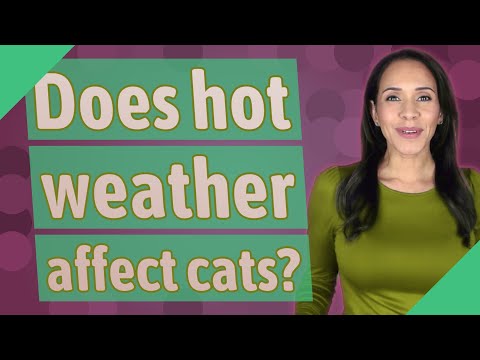 Does hot weather affect cats?