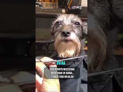 Perro Con Barba