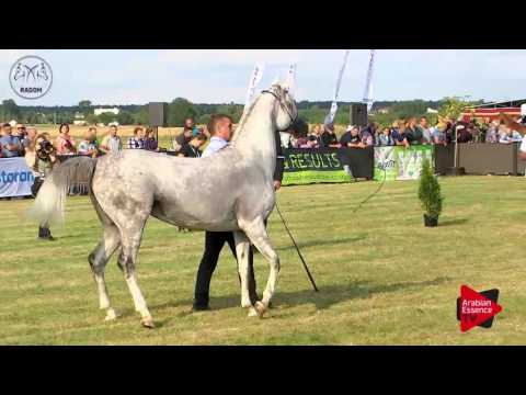 N.66 ZINEDINA - Radom 2017 - 4.6 Years Old Mares (Class 7)