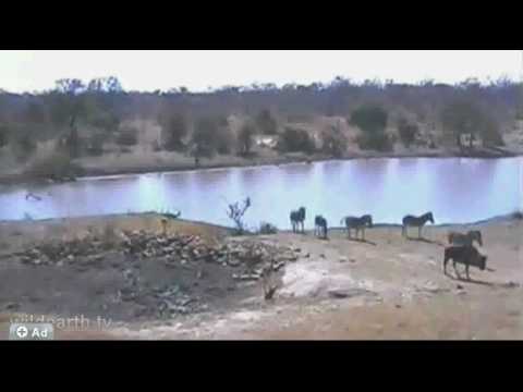 29 07 2009  Zebras und ein Gnu dazwischen