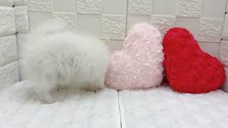 ハーフ犬の動画01