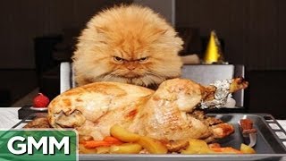 Cat Hair Thanksgiving Dinner