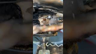 The best pearls we harvested in a single day 😍