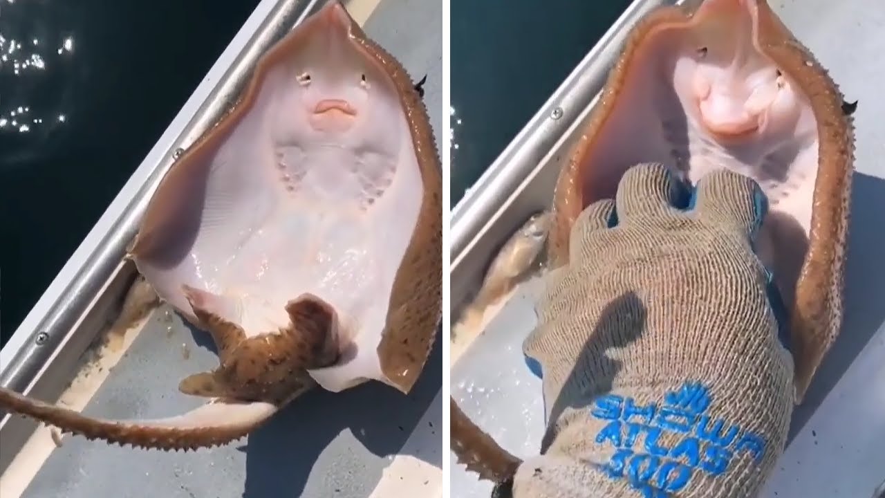 Fish appears to be laughing when tickled #Shorts