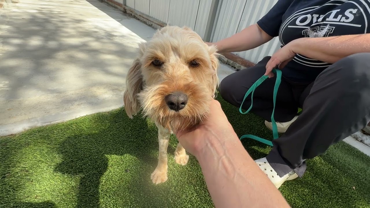 Enlarge Hera - ready for a fresh start, a Adoptable mixed breed in Austin, TX video 6/6