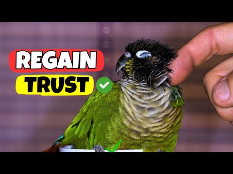 How To REGAIN Your Bird's TRUST ✅