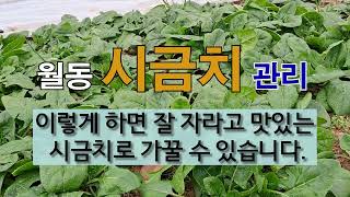 월동 시금치 관리 이렇게 하면 잘 자라고 맛있는 시금치로 가꿀 수 있습니다. # 시금치 월동 준비 #시금치 …