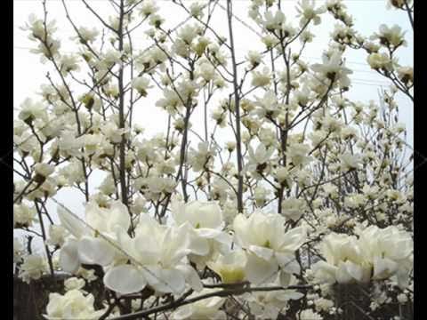 Video thumbnail for В краю магнолий (In the District of Magnolias)