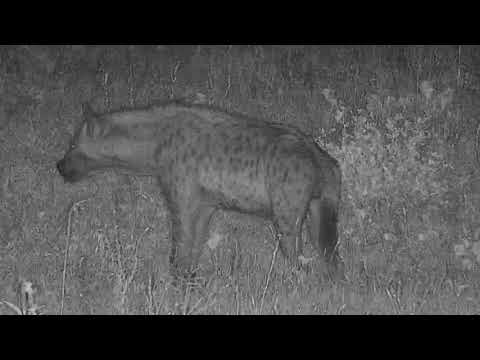 Djuma: Lone Hyena calling - 22:11 - 12/30/19