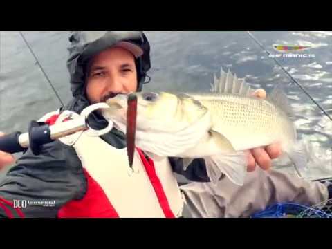 Bay Ruf Manic - Seabass Moves