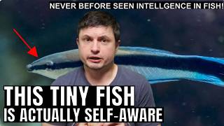 First Scientific Confirmation Of Consciousness In A Tiny Fish